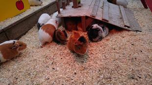 モルモットお名前紹介シリーズ⑧