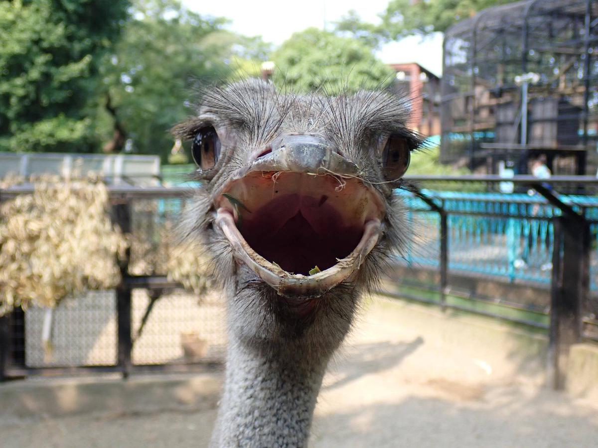 のげくじ【ダチョウ編】|動物トピックス｜ブログ|野毛山動物園公式