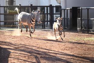 【しましま便り】年末年始の秘密特訓！その１