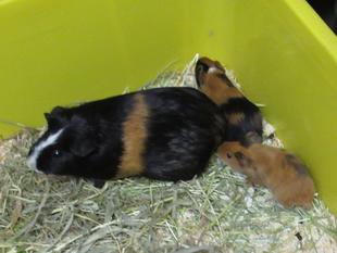 モルモットだって！　後編