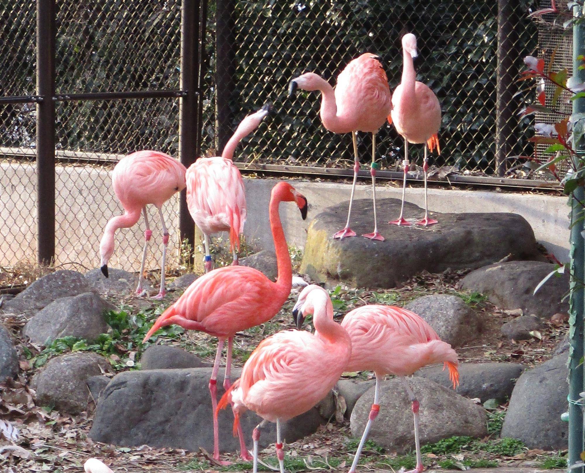 鳥インフルエンザって?の写真