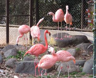 鳥インフルエンザって？