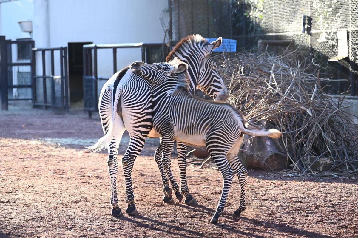 しましま便り】年末年始の秘密特訓 その2|動物トピックス｜ブログ|野毛