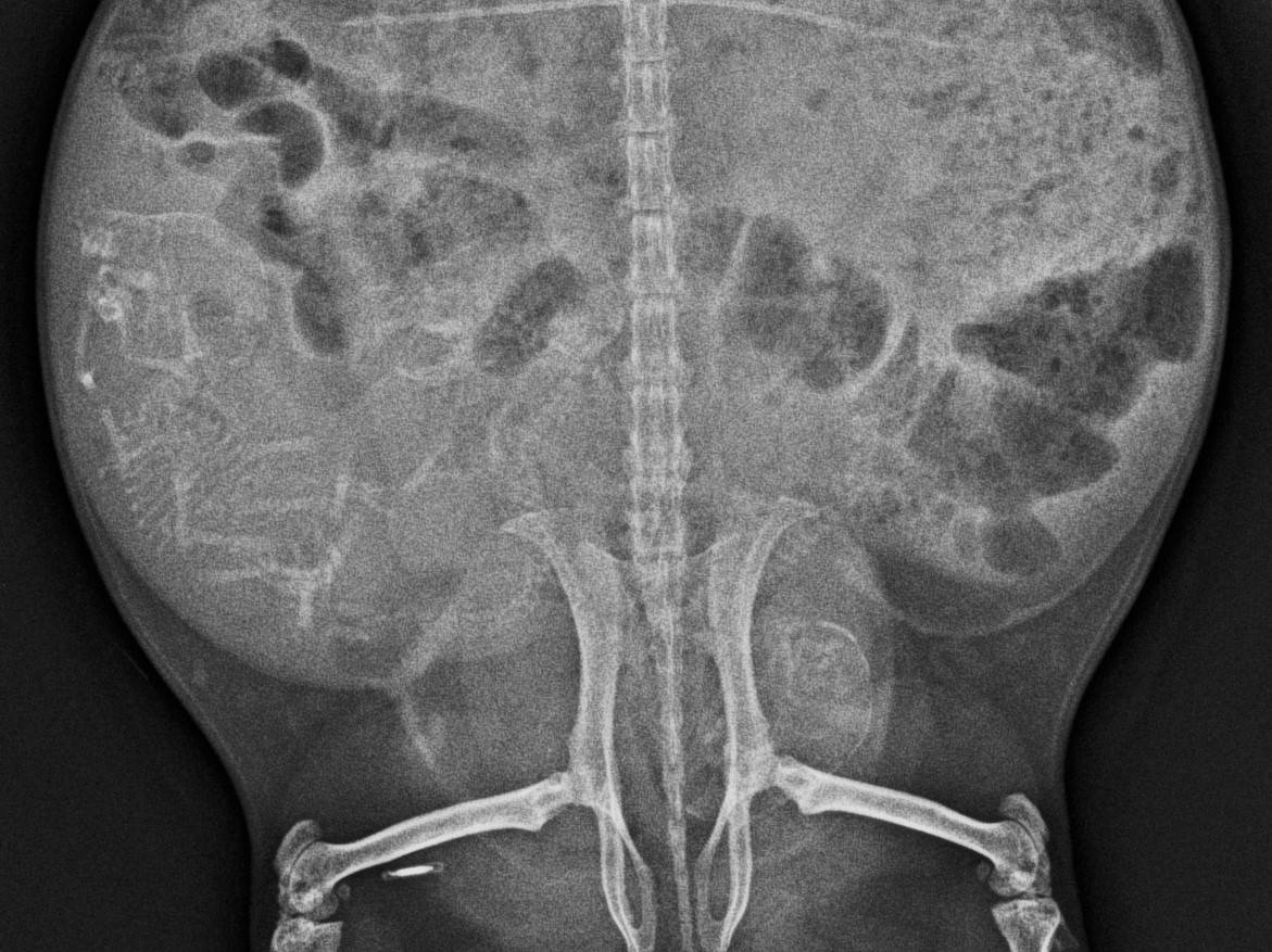 モルモットだって! 前編の写真