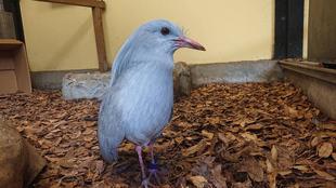 窓ガラス越しのカグー