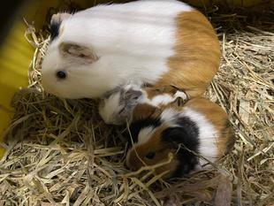 「パンツにIN」