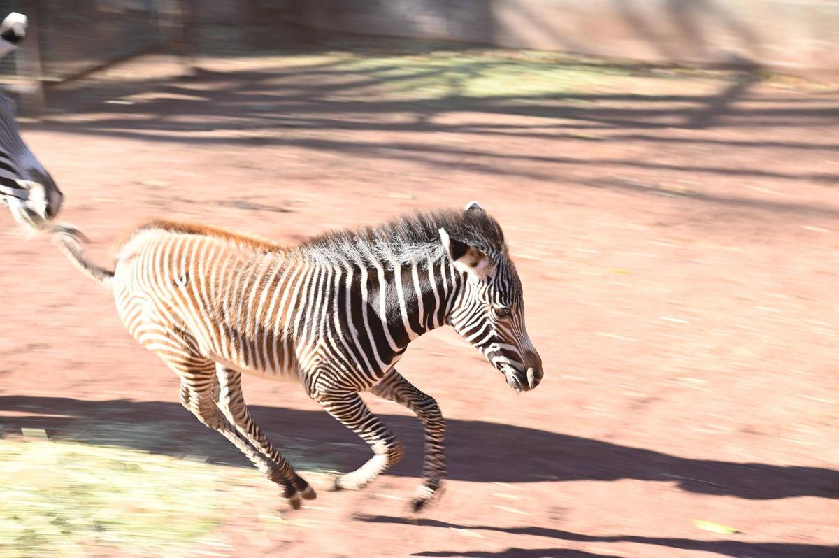 しましま便り】国際シマウマの日～心と幸運がつないだ絆～|動物