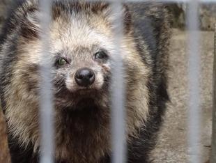 カナのお出まし