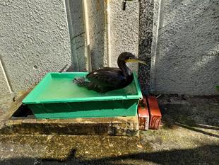 カワウのリハビリ日記①
