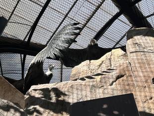 コンドルのブログは難しい