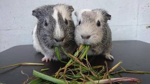 モルモットお名前紹介シリーズ⑨