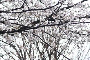 野毛山動物園内・野毛山公園ソメイヨシノの様子　2023年3月21日