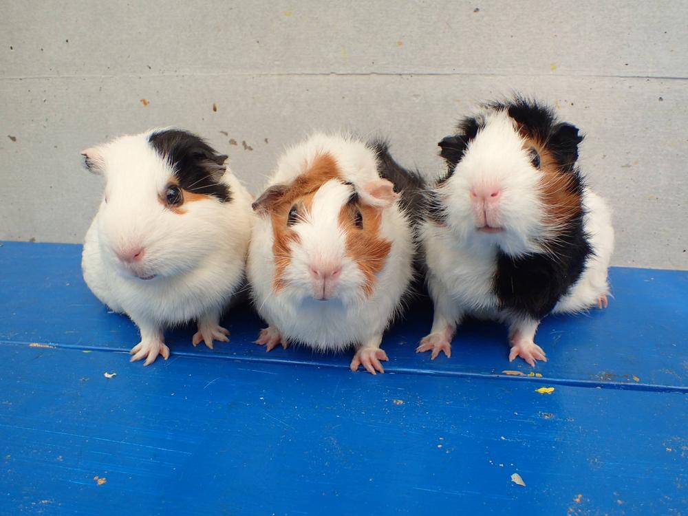 モルモット3頭.jpgのサムネイル画像