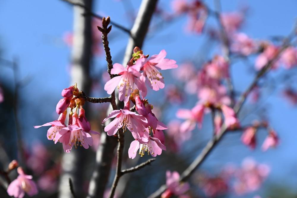 今年も桜のブログを開始します(2023年3月2日)の写真