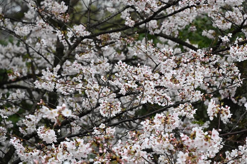 基準木ソメイヨシノ満開です(2023年3月23日)の写真