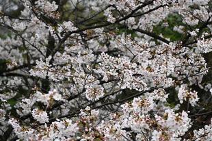 基準木ソメイヨシノ満開です（2023年3月23日）