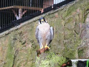 ハヤミのおうちの大きな毛虫？！