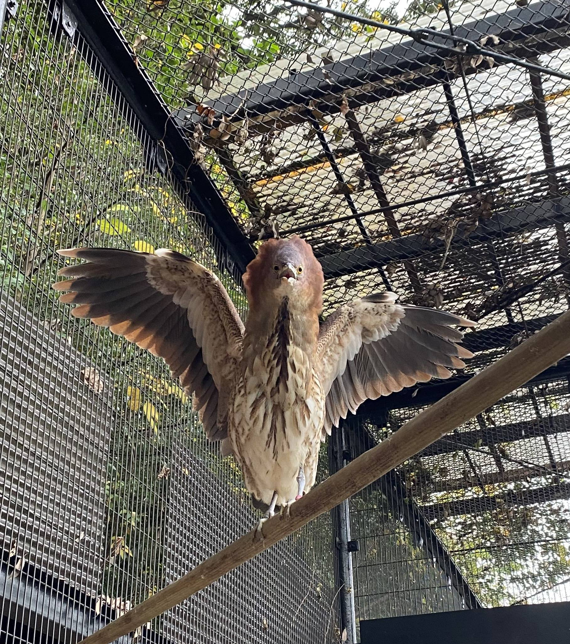 怪鳥ミゾミ現る!?の写真