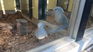 窓ガラス越しのカグー　パート②