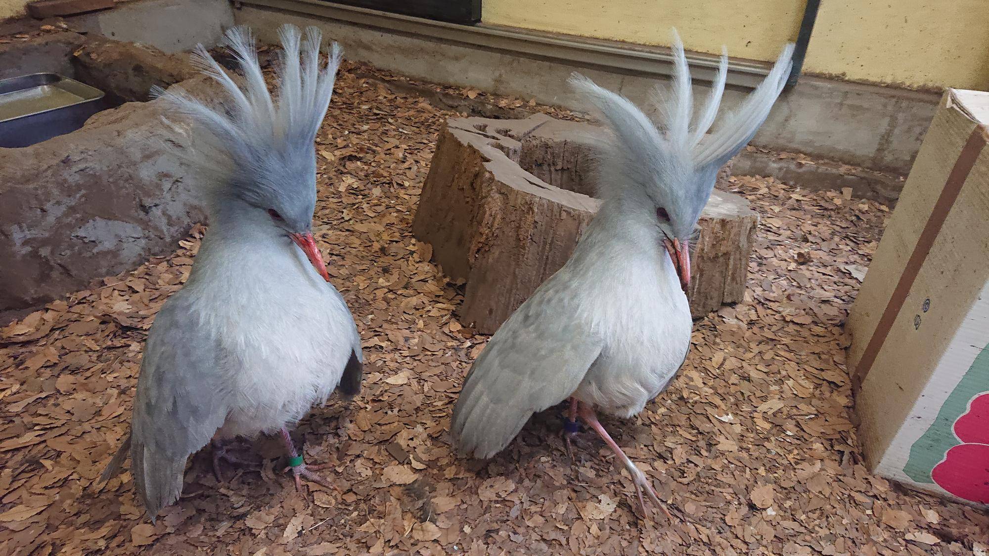 窓ガラス越しのカグー パート3の写真
