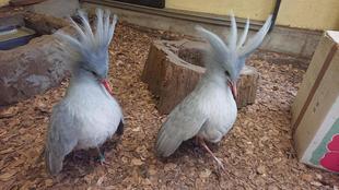 窓ガラス越しのカグー　パート3