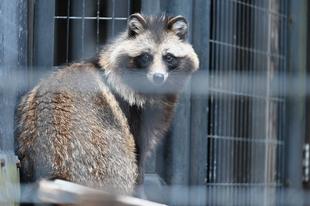 ライオン舎前のソメイヨシノ開花！(2023年3月14日)