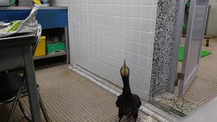 魚キャッチャー