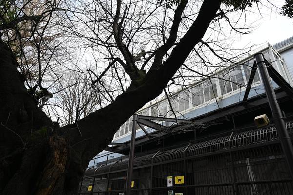 20230306ライオン舎前ソメイヨシノ.jpgのサムネイル画像