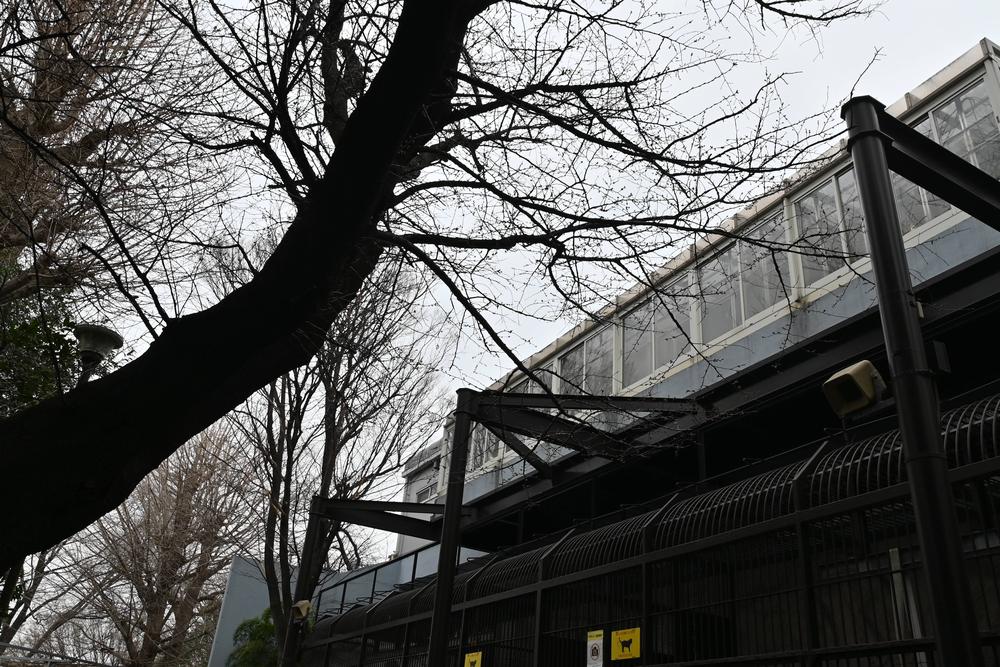 ライオン舎前ソメイヨシノ2023年3月12日撮影.jpgのサムネイル画像