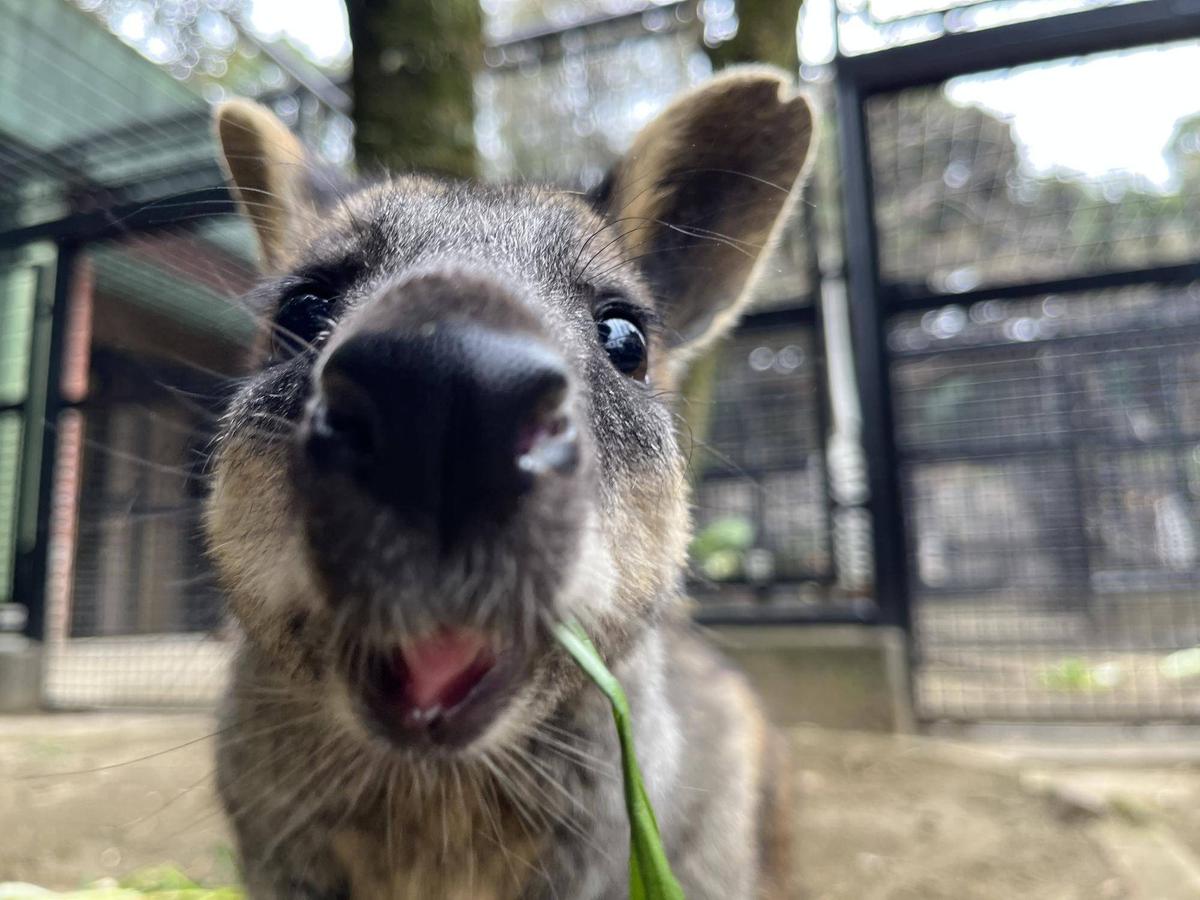 わらわらいこう|動物トピックス｜ブログ|野毛山動物園公式サイト｜公益