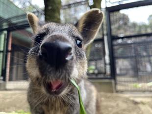 わらわらいこう