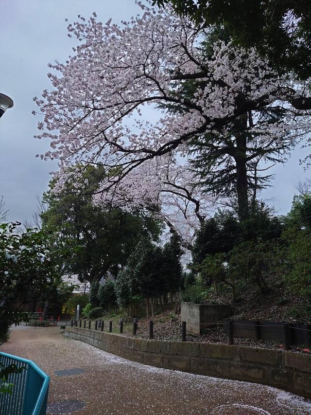 昨年の園路からサクラ、ツバキ、コロブス、みなとみらい 春園内02.jpg