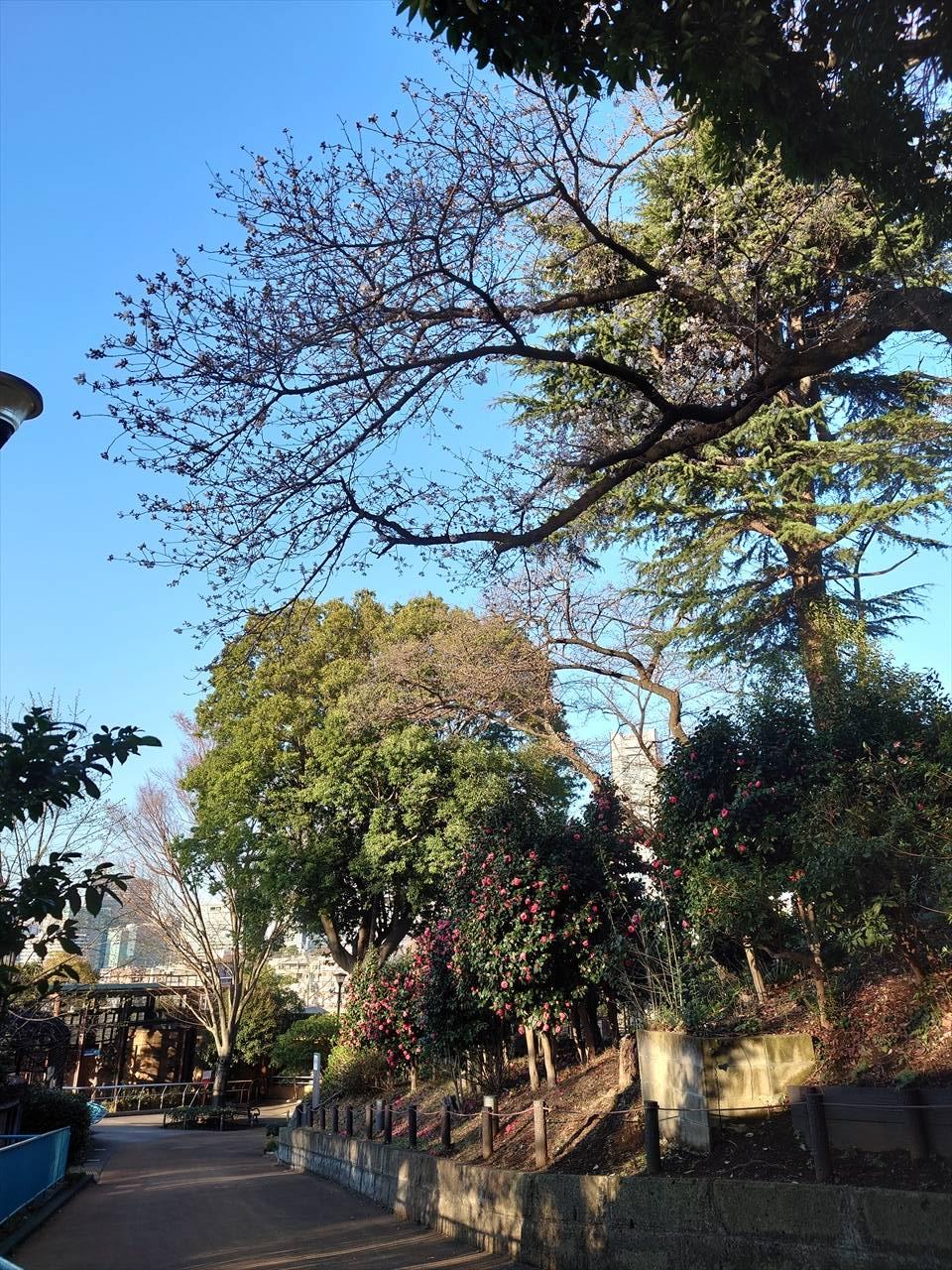 園路からサクラ、ツバキ、コロブス、みなとみらい 春園内01.jpg