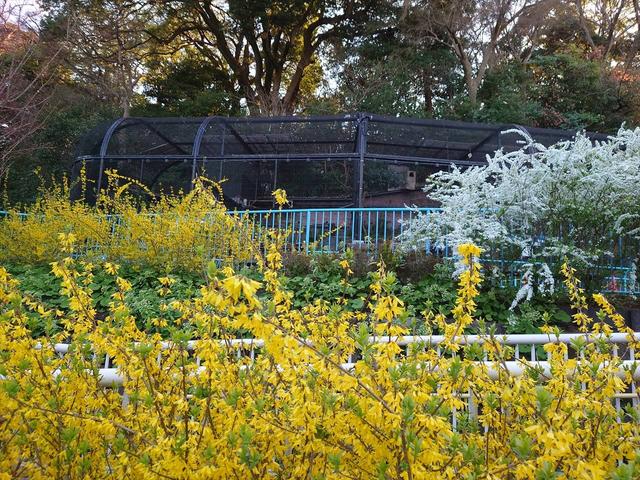 なかよし広場近くのスロープのレンギョウ、ユキヤナギ、背後にハヤブサ 春園内04.jpg