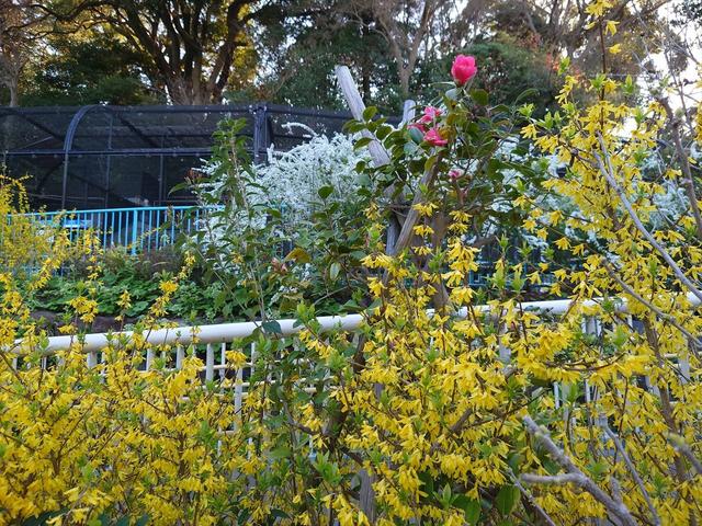 なかよし広場近くのスロープのレンギョウ、ユキヤナギ、ツバキ、背後にハヤブサ、ミゾゴイ 春園内03.jpg