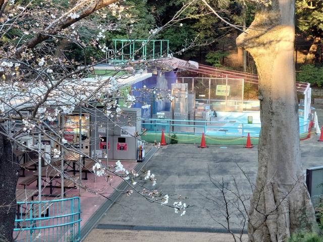 なかよし広場近くのスロープから見おろすペンギン、手前にサクラの枝 春園内05.jpg