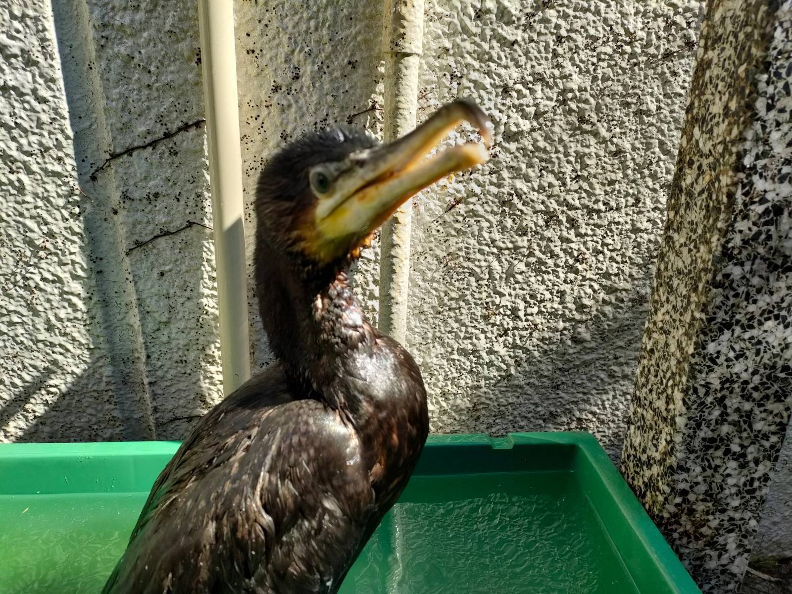 カワウのリハビリ日記②の写真