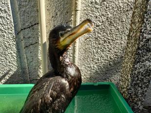 カワウのリハビリ日記②