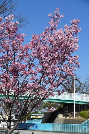 園内のソメイヨシノは３分咲きです(2023年3月20日)