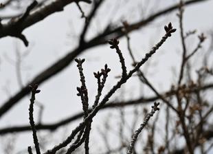 ソメイヨシノの様子を見に行ってきました。（2023年3月6日）
