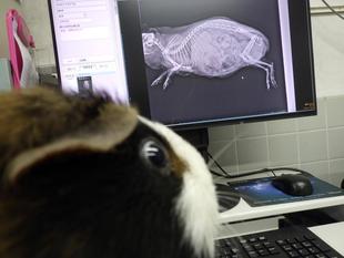 あられントゲン