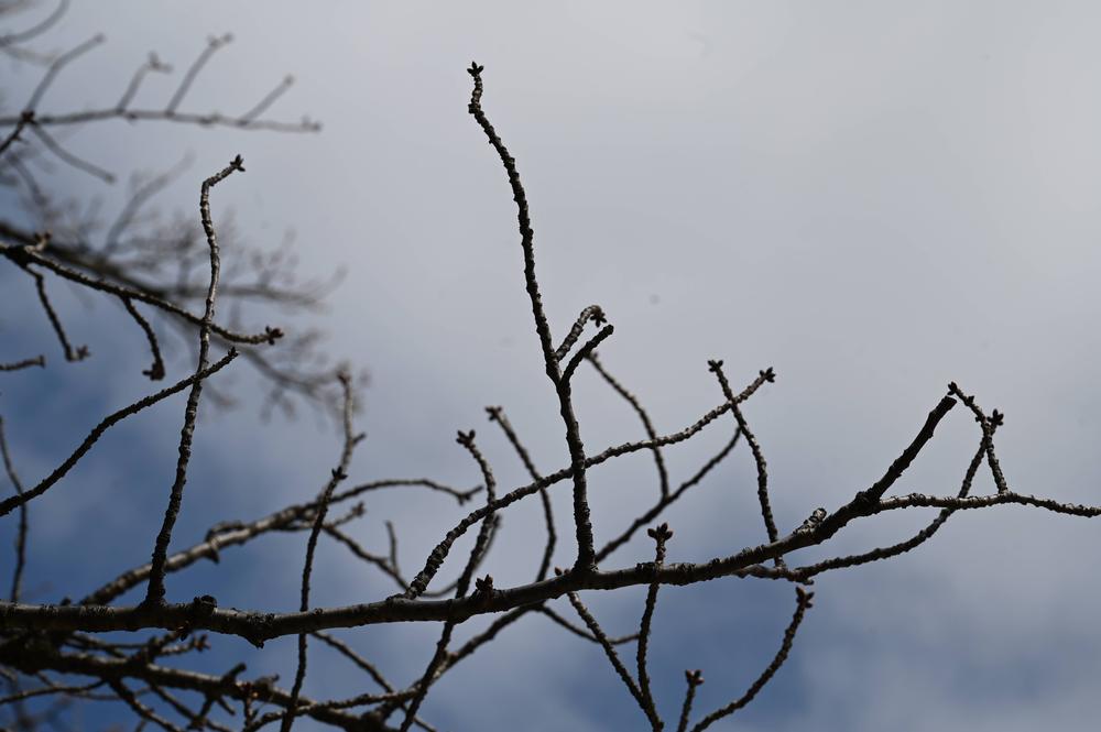 20230306吊り橋付近ソメイヨシノの花芽.jpg