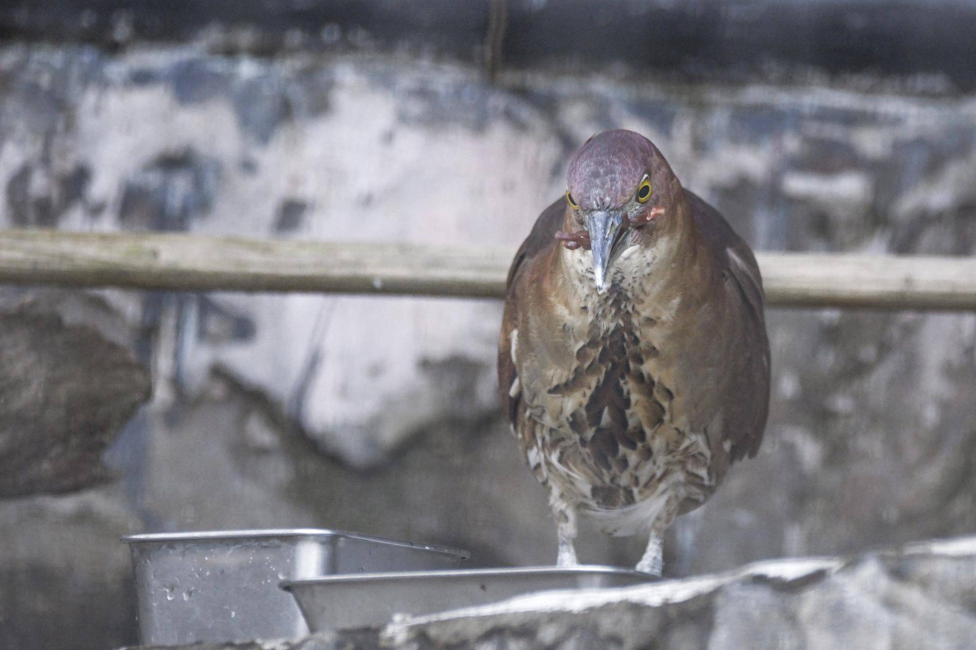ミゾゴイのお食事大公開の写真