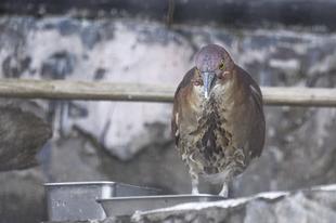 ミゾゴイのお食事大公開