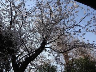 基準木散り始めのご報告と少し前のインドライオン・ラージャーとの写真（2023年3月27日）