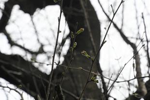 ライオン舎前のソメイヨシノの様子（2023年3月12日）