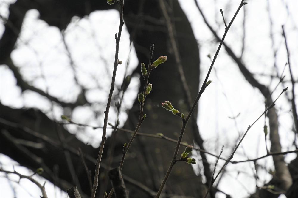 ライオン舎前ソメイヨシノ　つぼみがピンクへ　2023年3月12日撮影.jpgのサムネイル画像