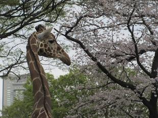 もうそろそろ・・・動物園内の桜は見納めです。(2023年4月1日)