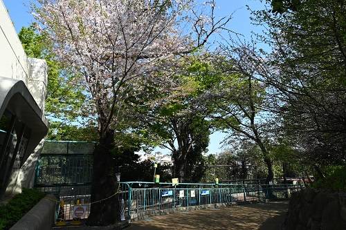 キリン前桜0404.jpg