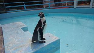 はじめましてペンギン達